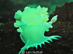 taken with a DX-G1 sea and sea with single strobe YS-110a. by Len Nuttall 